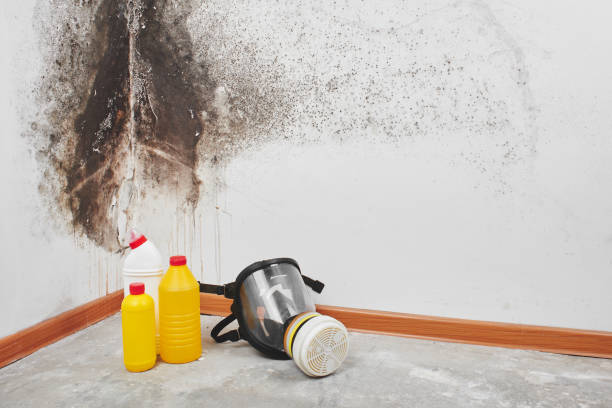 Best Fast Mold Removal  in Flagtown, NJ