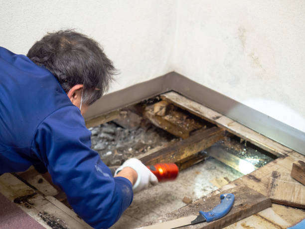 Office Mold Removal Services in Flagtown, NJ