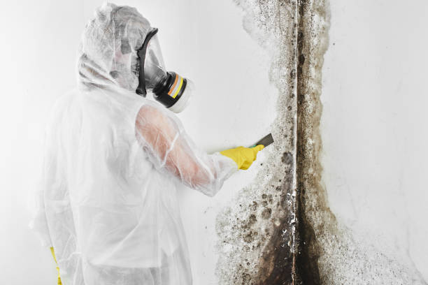 Best Certified Mold Removal  in Flagtown, NJ