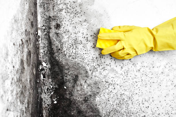 Best Mold Cleaning Services  in Flagtown, NJ