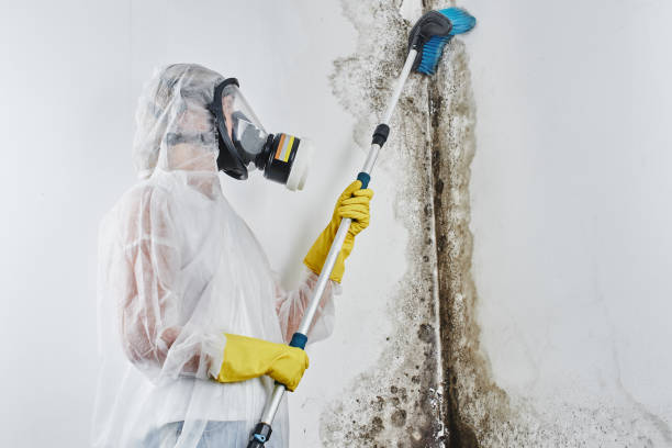 Best Black Mold Removal  in Flagtown, NJ