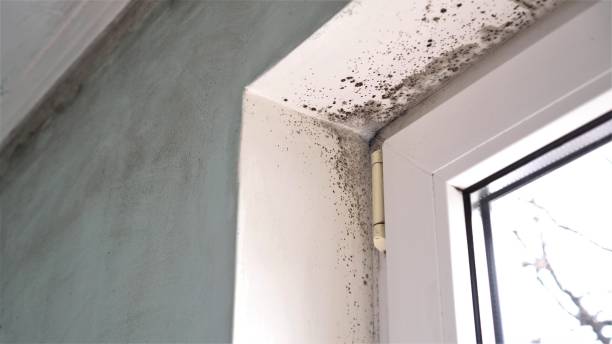 Best Fast Mold Removal  in Flagtown, NJ