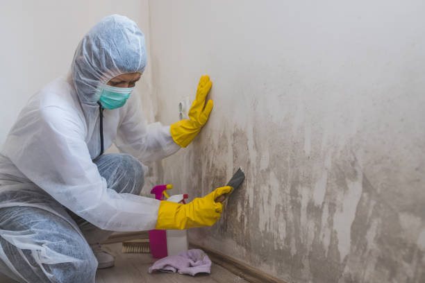 Best Home Mold Removal  in Flagtown, NJ