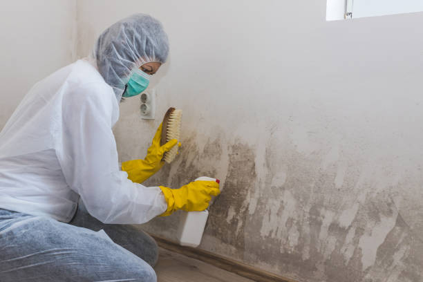 Best Mold Cleaning Services  in Flagtown, NJ