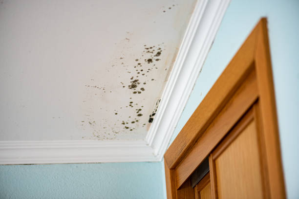 Best Home Mold Removal  in Flagtown, NJ