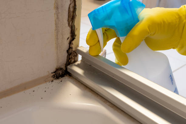 Best Home Mold Removal  in Flagtown, NJ