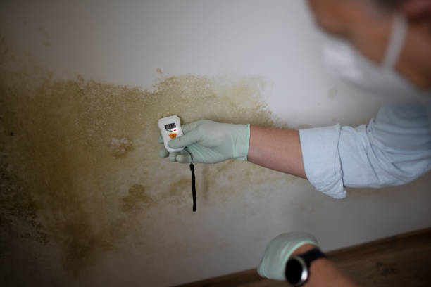 Best Office Mold Removal Services  in Flagtown, NJ