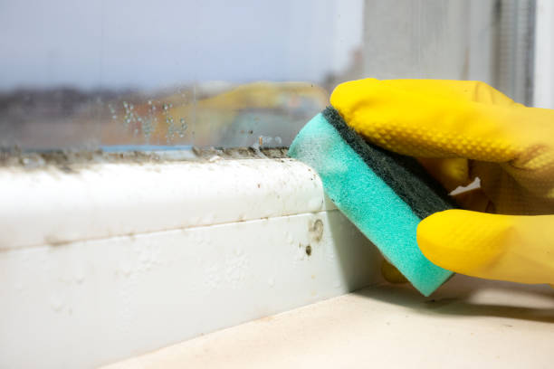 Best Local Mold Removal Service  in Flagtown, NJ