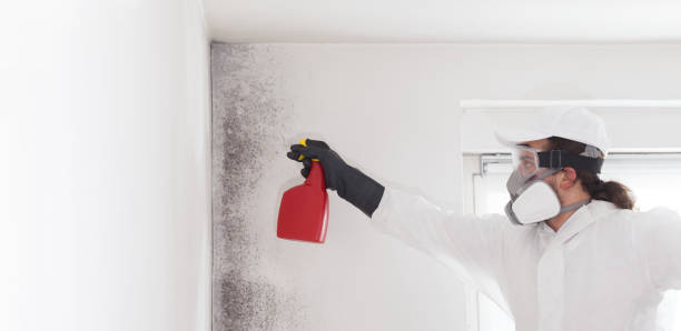 Best Mold Removal Process  in Flagtown, NJ