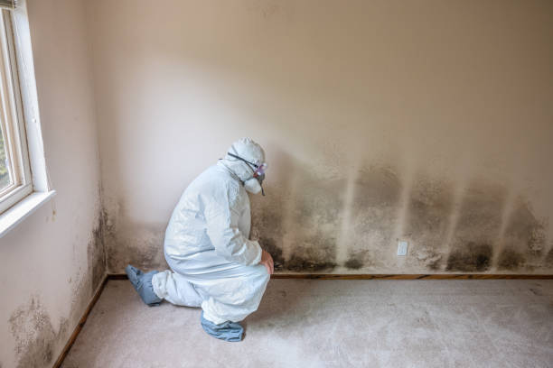 Best Professional Mold Removal  in Flagtown, NJ