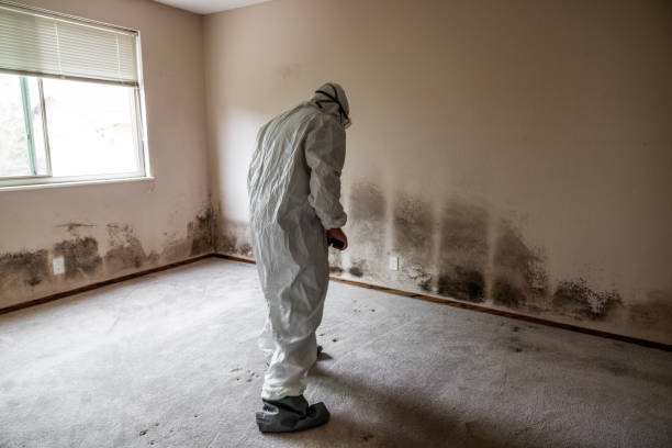 Trusted Flagtown, NJ Mold Removal Experts