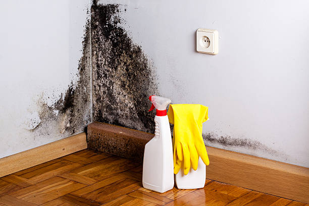 Best Mold Damage Repair  in Flagtown, NJ