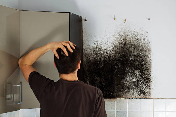 Professional Mold Removal in Flagtown, NJ