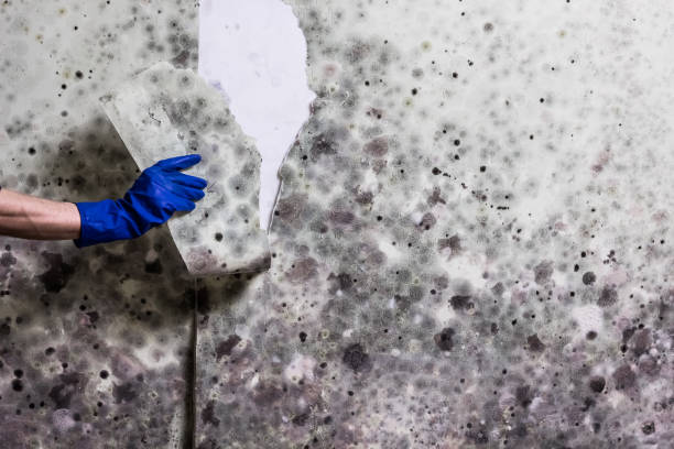 Best Emergency Mold Removal  in Flagtown, NJ