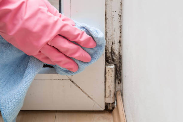 Best Commercial Mold Removal  in Flagtown, NJ